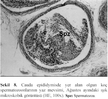 Figure 8