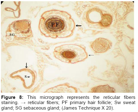Figure 8